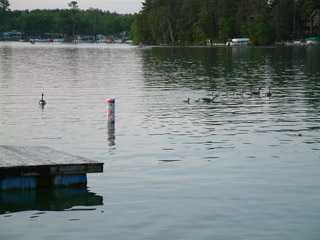 Photo of geese on the lake