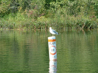 Photo of Seagull on a buoy