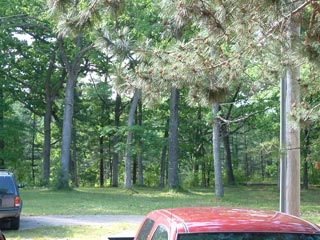 View of the woods from the SunDeck