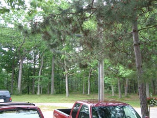 Pickure of the woods across from the cottage.