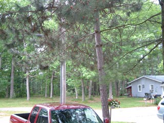 Photo of woods and one of the cottages on the far side of the road